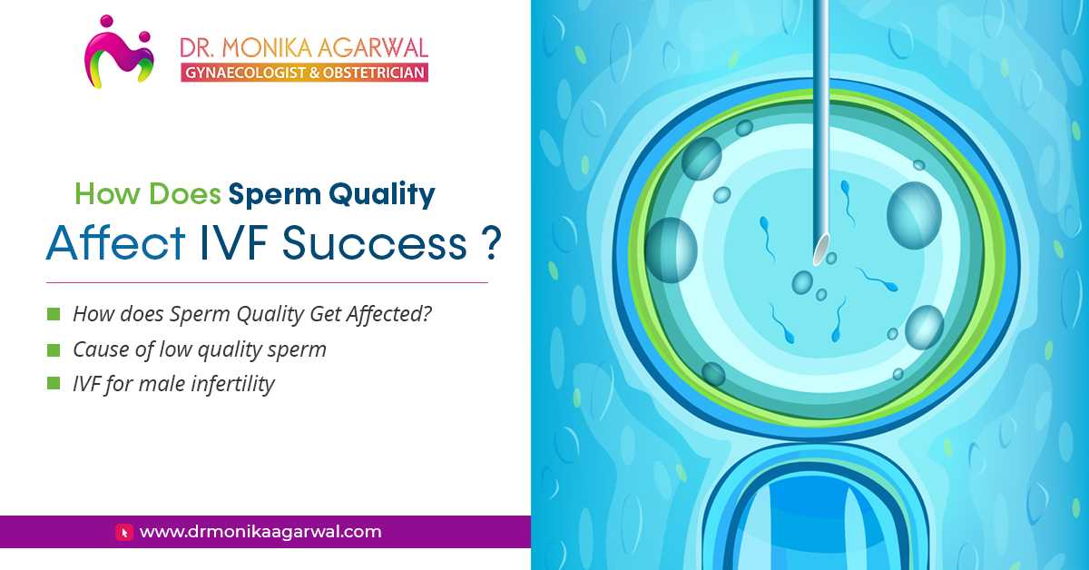 How Does Sperm Quality Affect IVF Success?